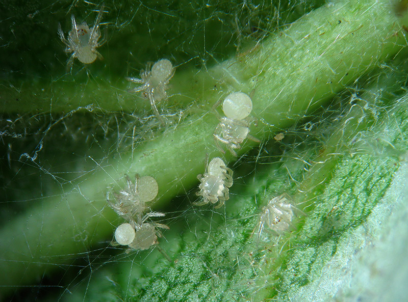 Theridion varians  - Sumirago (VA)